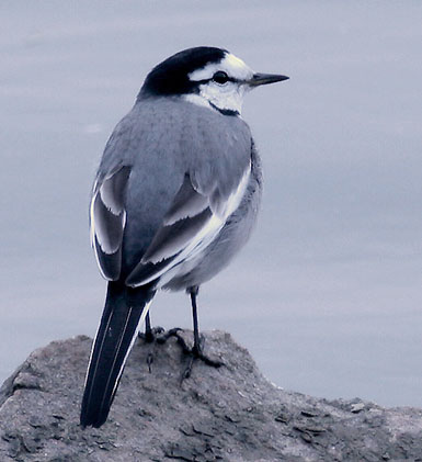 White Wagtail